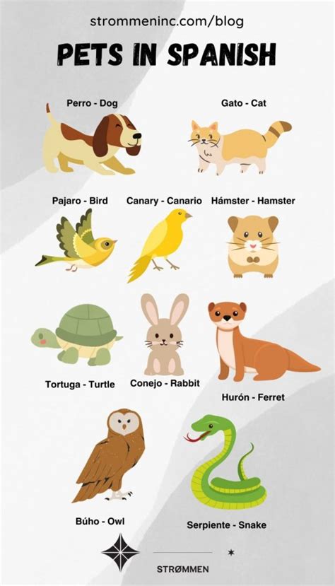 i have no pets in spanish
